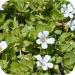 Bacopa Monnieri Brahmi Extract Bacopin