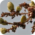 Boswellia serrata extract