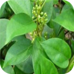 Gymnema Sylvestre