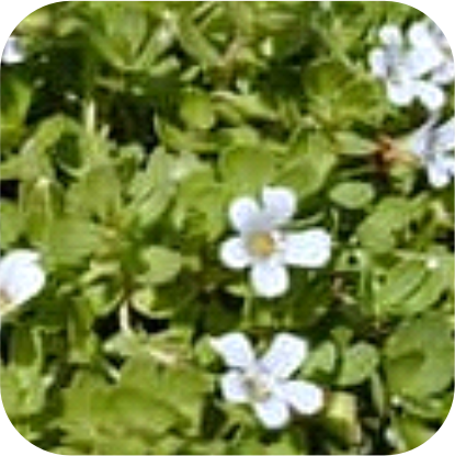 Bacopa-Monnieri-Brahmi-Extract-Bacopin.png