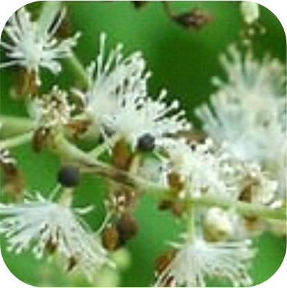 Black-Cohosh.png