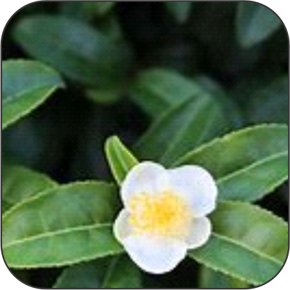 Camellia-sinensis-Green-Tea.png