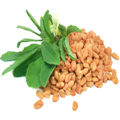 Fenugreek-Extract-60-Glactomannan-Fenumannan.png