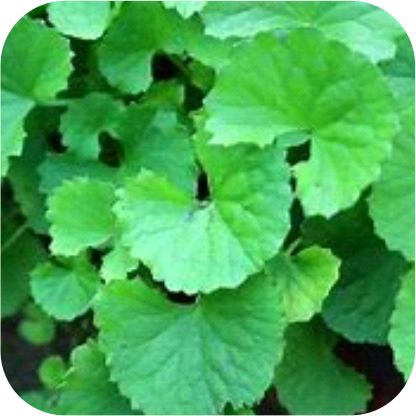 Gotu-Kola-Centella-a-Centellin.png