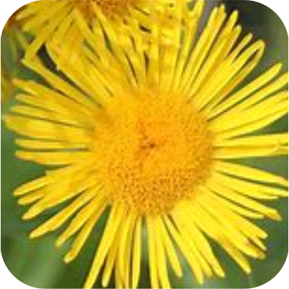 Inula-Racemosa.png