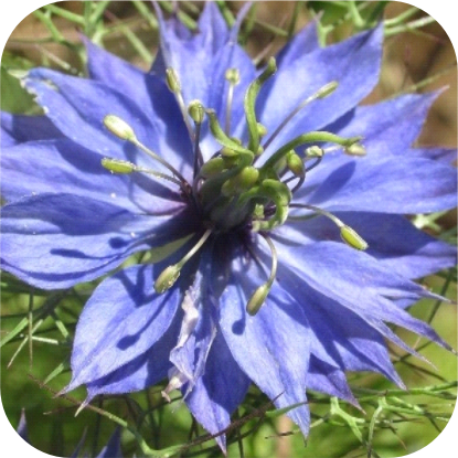 Nigella-sativa-Black-Seed-Nigellin-ONYX.png